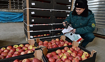 Кабмин РФ утвердил решение о беспошлинном ввозе до 100 тыс. т томатов до 31 мая